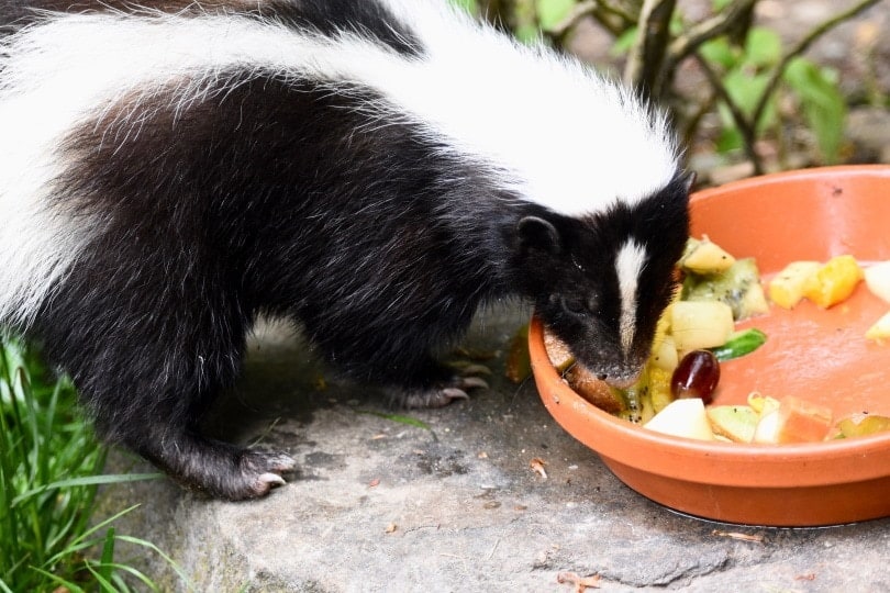 skunk food