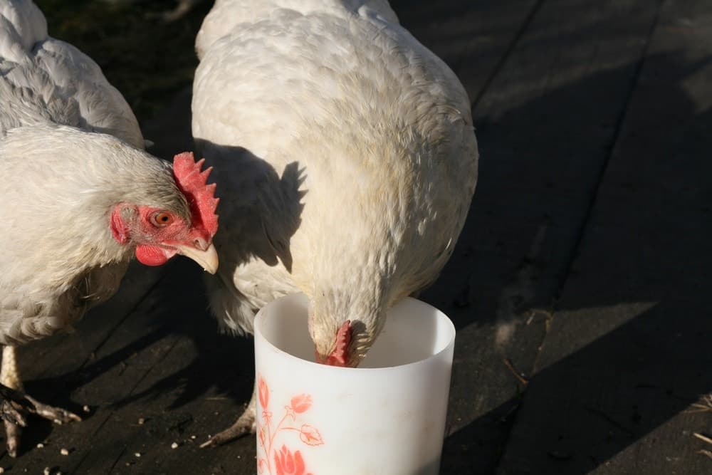 chicken eating from mug