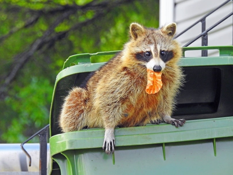 garbage raccoon