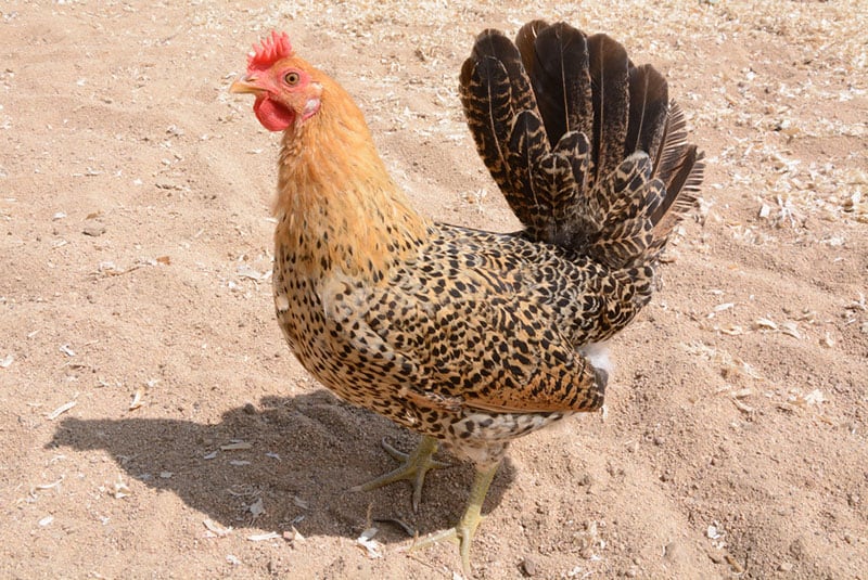 sicilian buttercup chicken