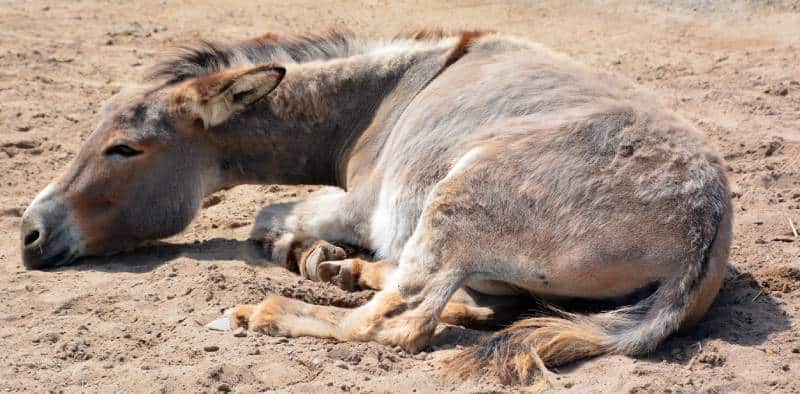 sick looking donkey lying on the ground