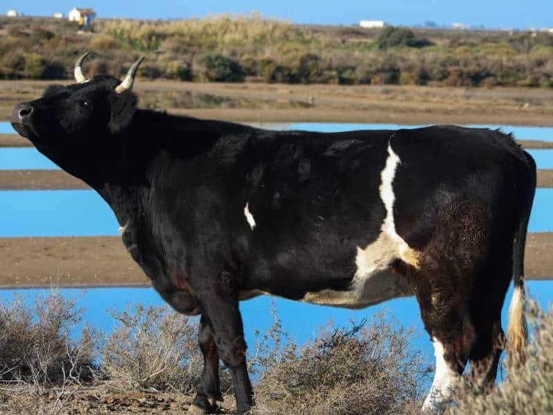 side view of Shetland cattle in the pen