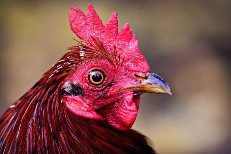 side view of a chicken's face