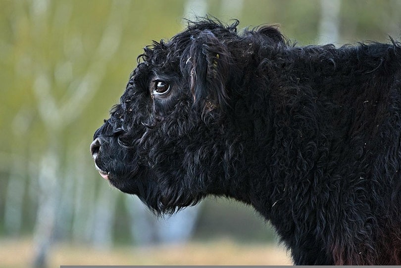 side view of a galloway cattle