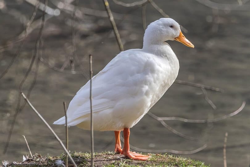 side view of a pekin duck on a river bank