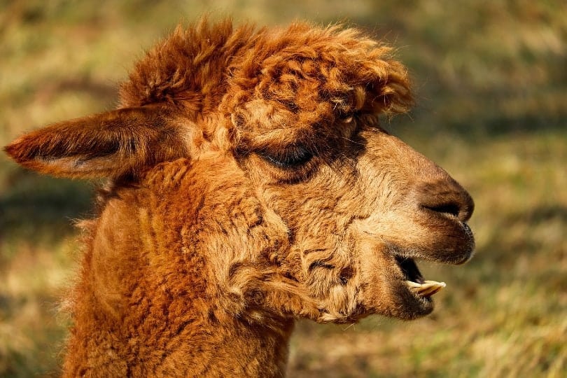 side view of an alpaca