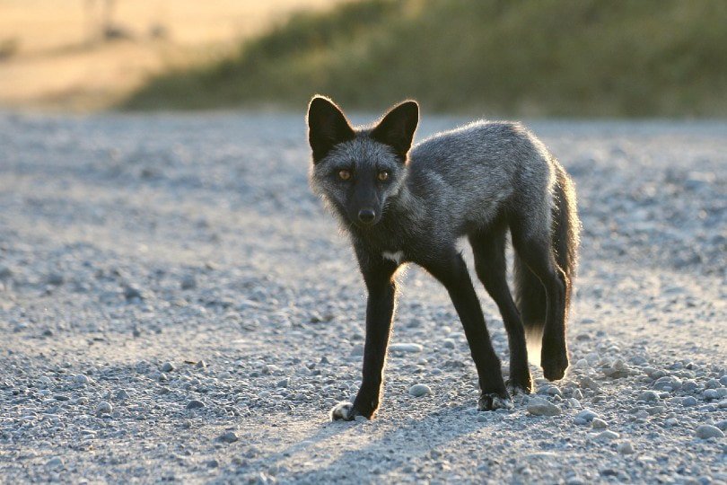 silver or black fox