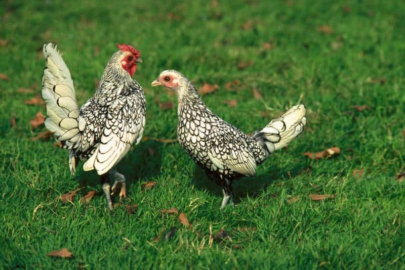 silver sebright chickens standing on grass