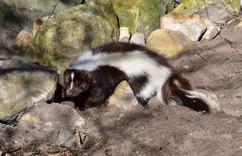 skunk in rocks