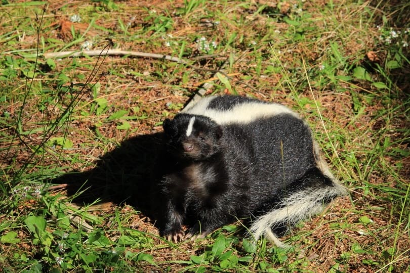 skunk in wild