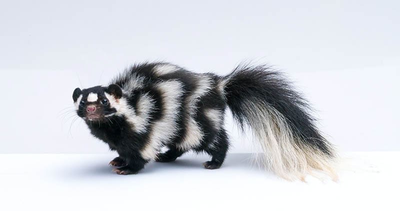 skunk on white background