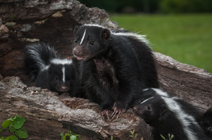 skunks in wood