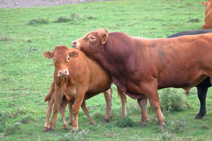 South Devon Cattle Breed: Facts, Pictures, Uses, Origins ...