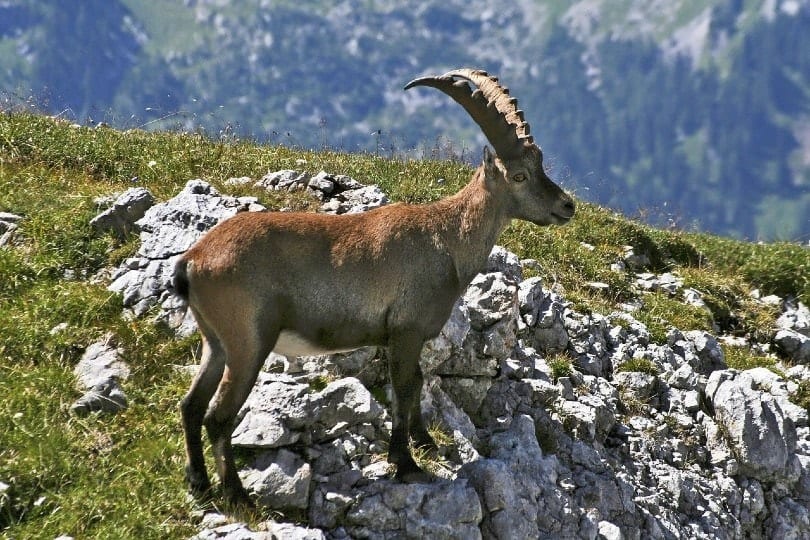 spanish goat on a mountain