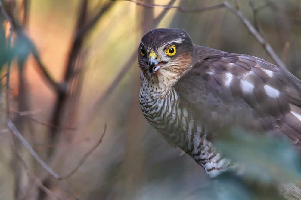 sparrowhawk in the tree