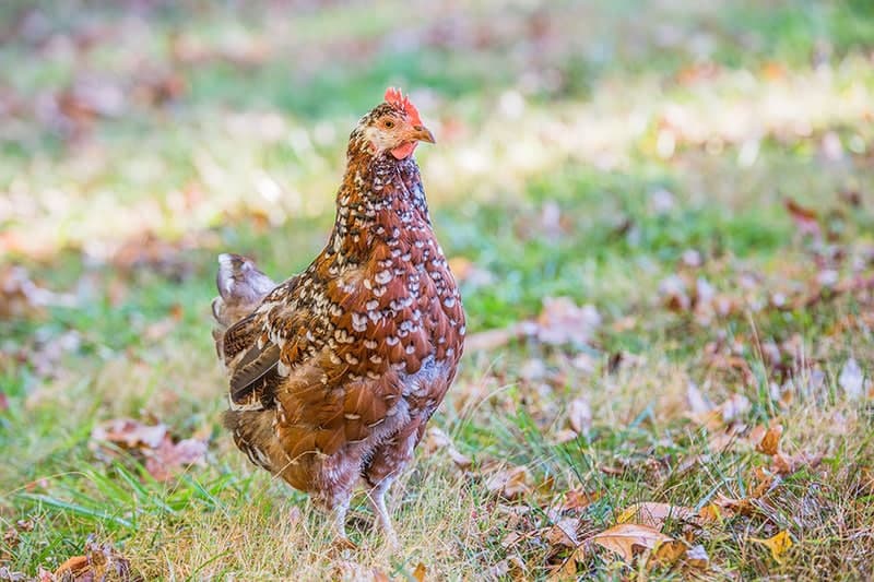 speckled sussex chicken on the grass with fall leaves