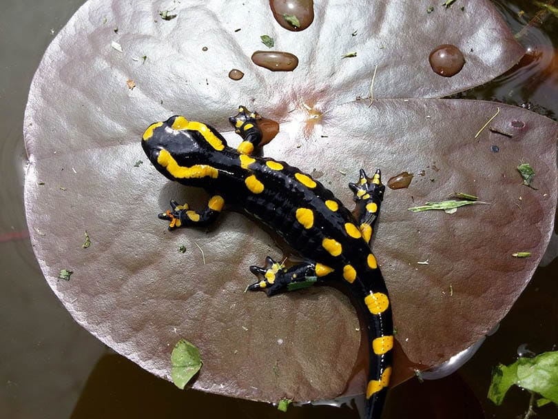 spotted salamander on a water lily