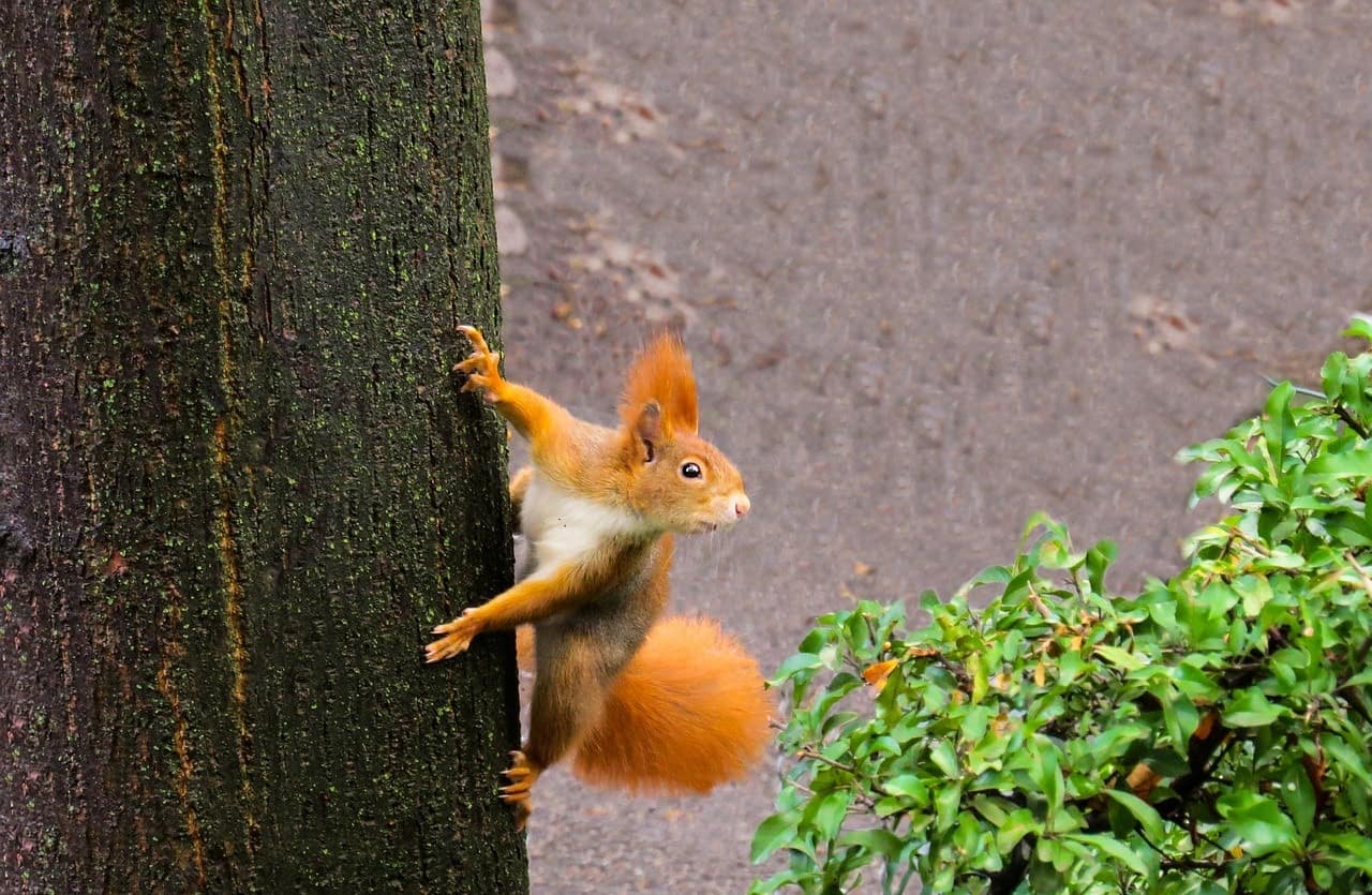 squirrel climbing on the tree
