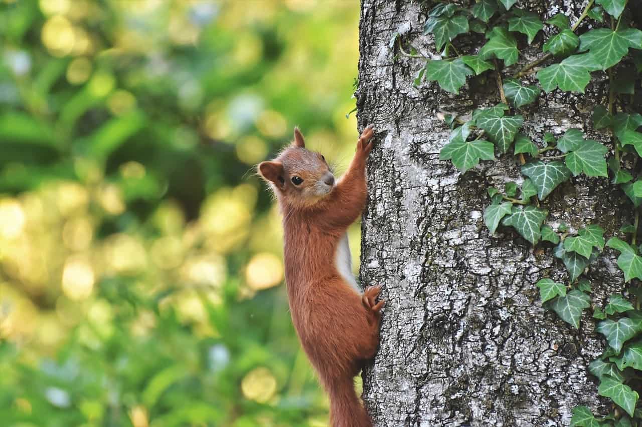 squirrel climbing