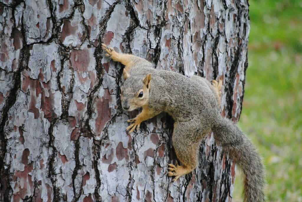 squirrel in the tree