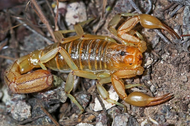stripe-tailed scorpion at night