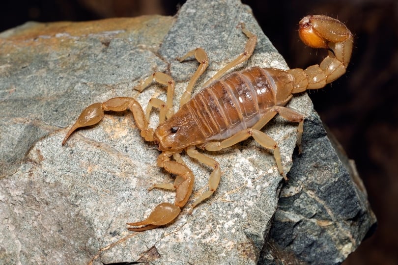 stripe tailed scorpion on rock