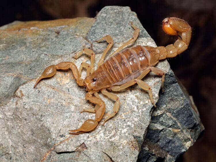 striped-tail-scorpion