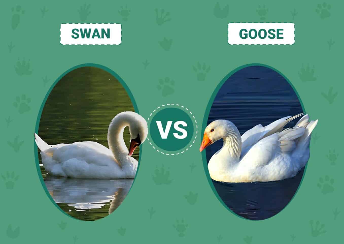 Swan vs Goose