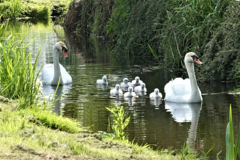 swan with chicks