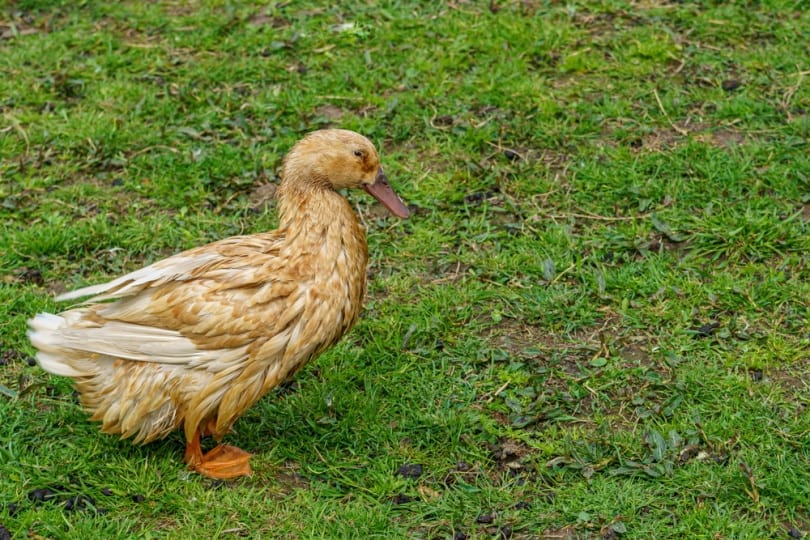 swedish yellow duck in the grass