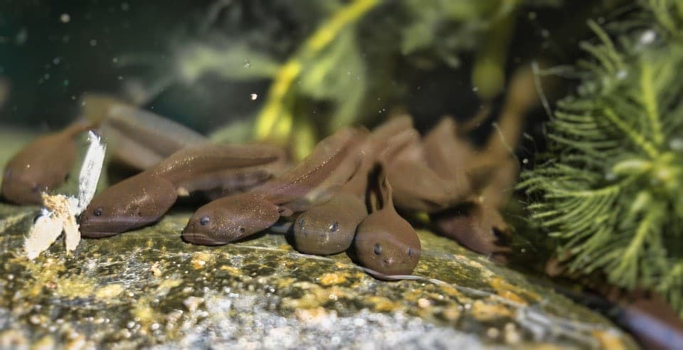 tadpoles close up