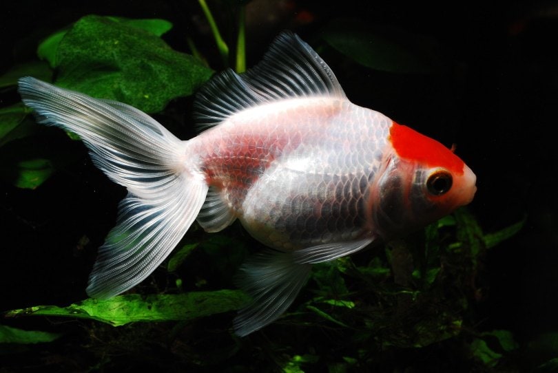 tamasaba goldfish