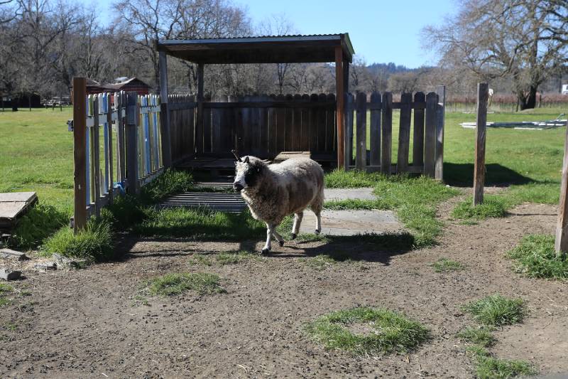 tennessee fainting goat