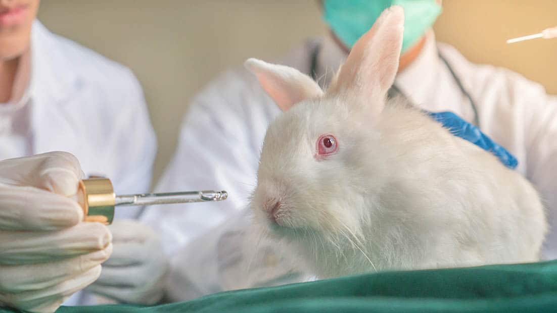 testing a white rabbit on a laboratory