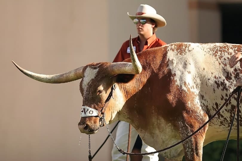 texas longhorn with cowboy