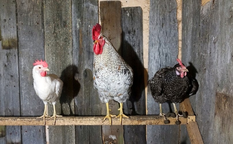 three chickens roosting