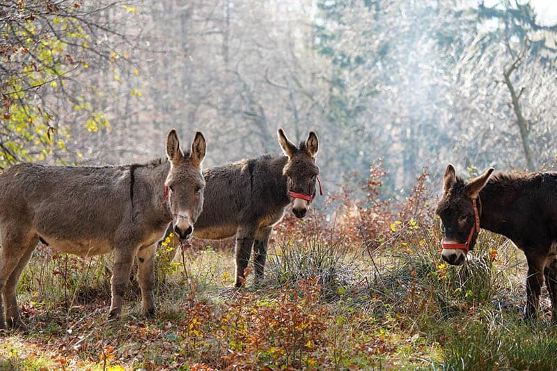 three donkeys in the forest