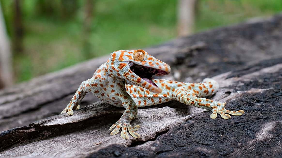 tokay gecko on tree bark