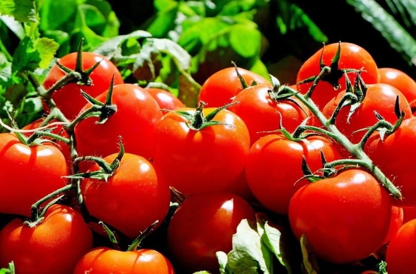 tomatoes_Couleur_Pixabay