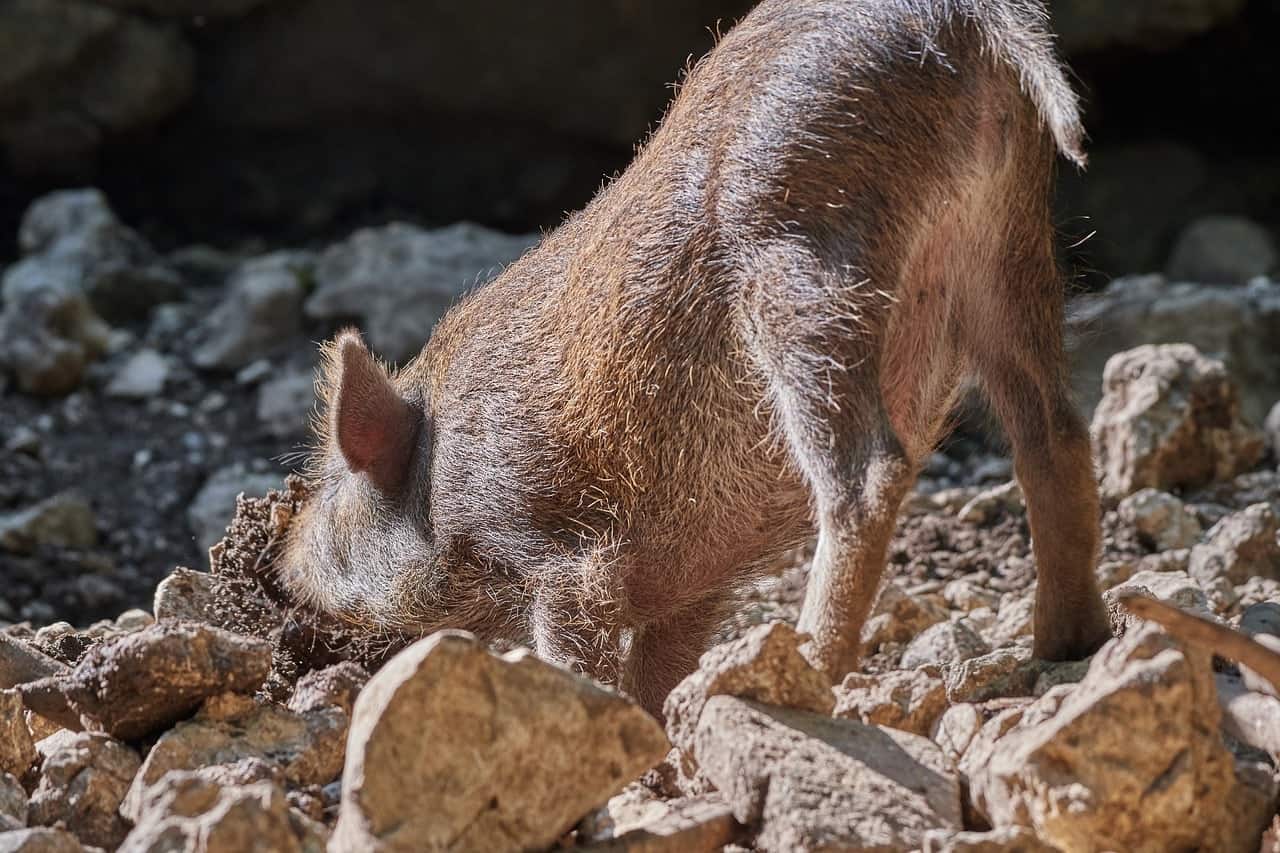 truffle hog