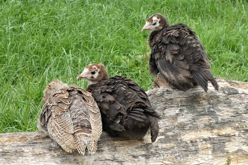 turkey chicks on a log