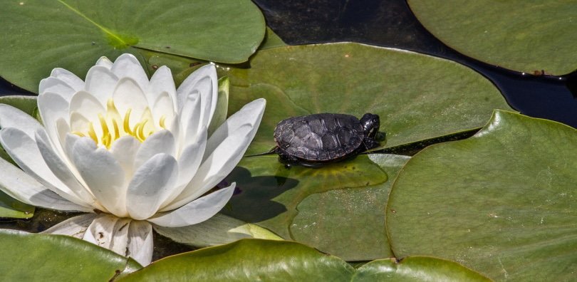 turtle in waterlily and lotus