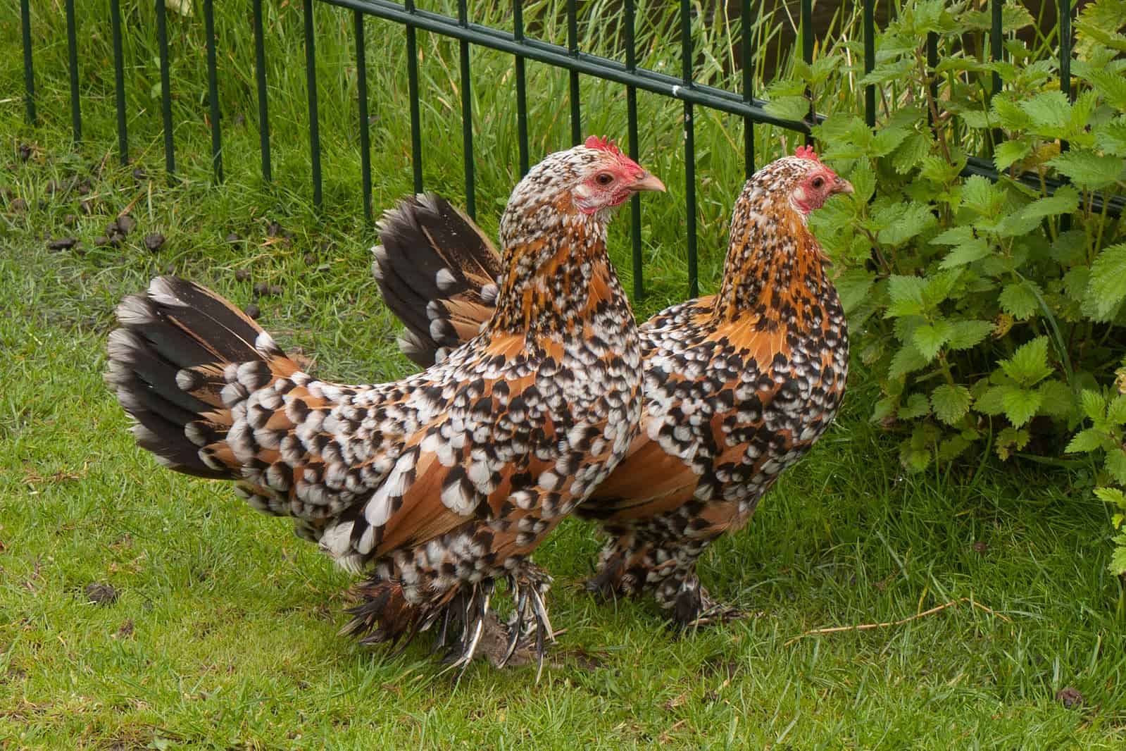 two Booted Bantams Feathered Feet