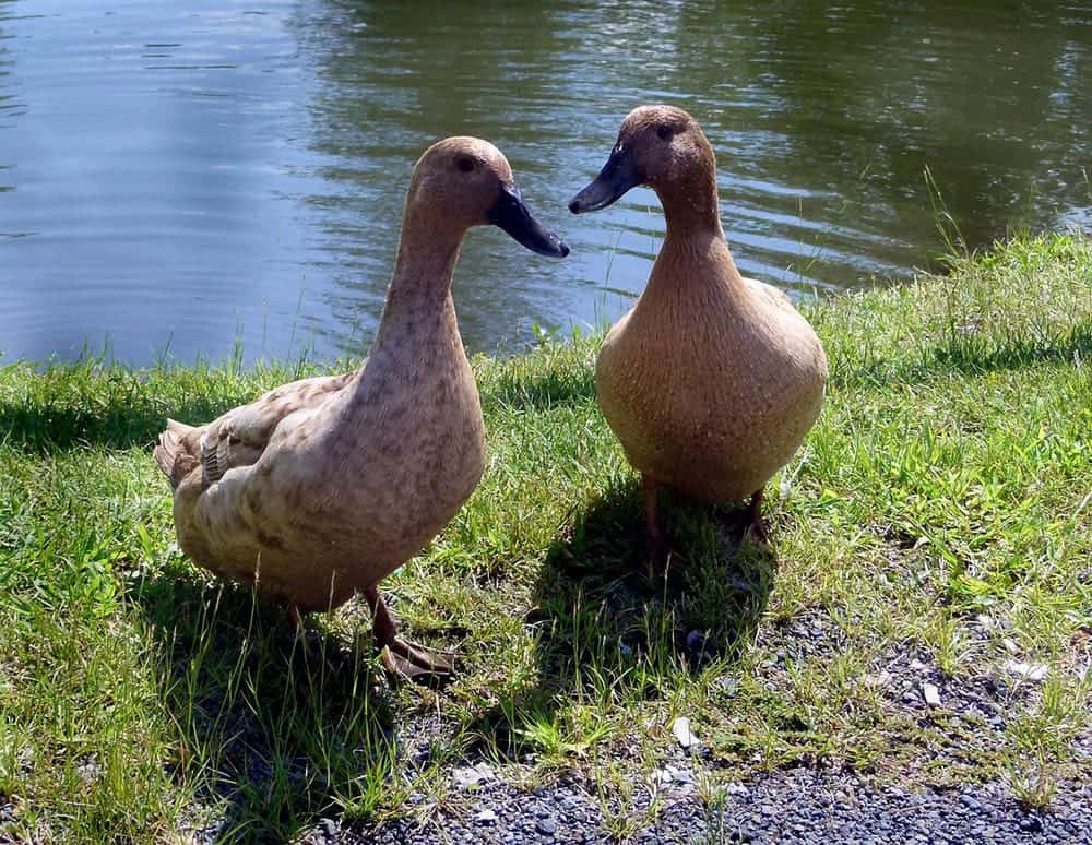 two Khaki Campbell ducks