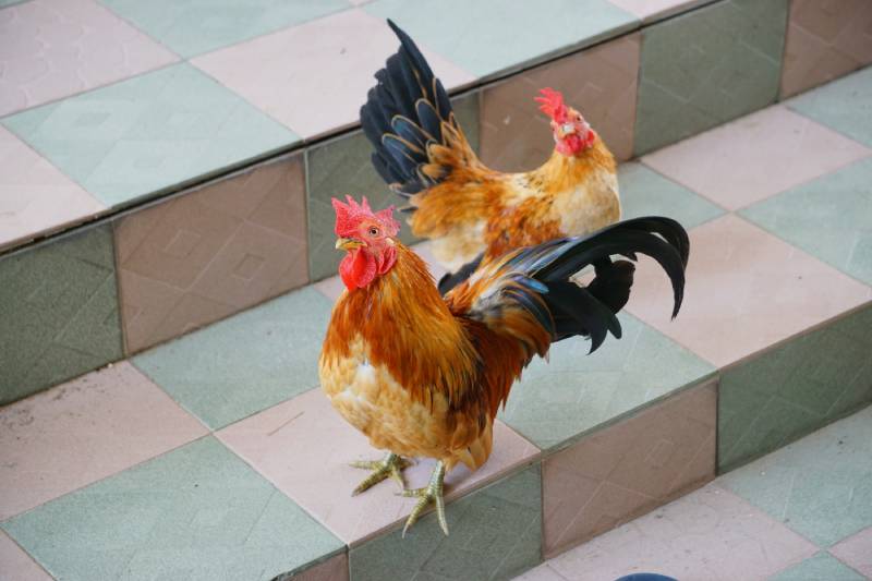 two Serama Chickens