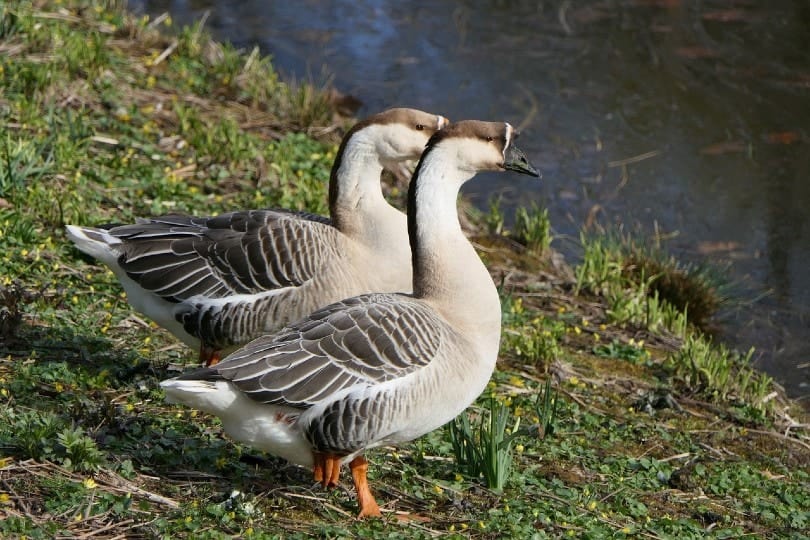 two african geese by the water