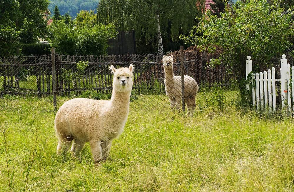 two alpacas in the backyard