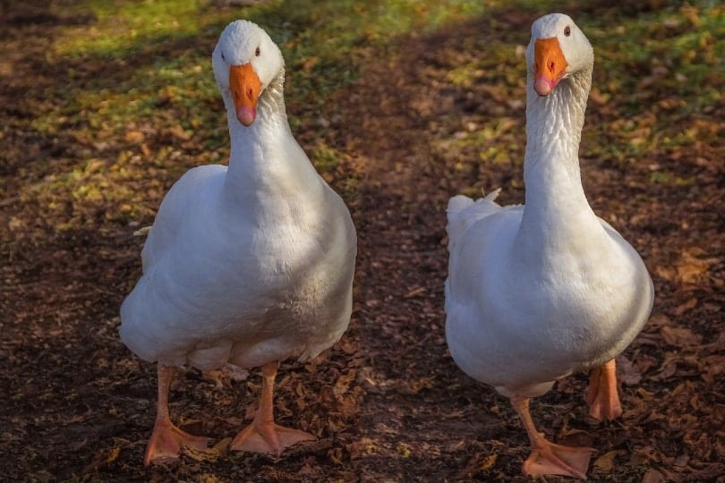 two american geese