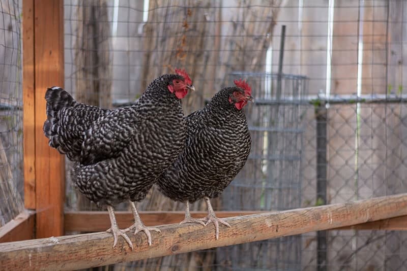 two barred rock chickens on roost