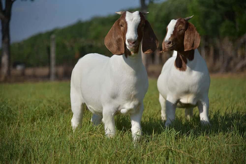 two boer goats